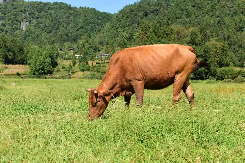 牛氣沖天！陰歷「這6個月出生」的生肖牛　先苦後甜，福澤連年