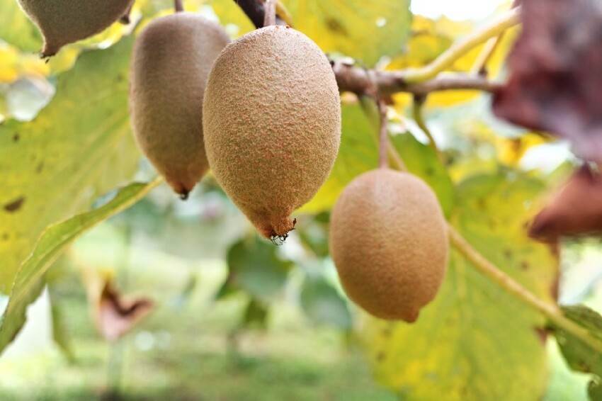 老了不想骨頭一碰就碎，1種水果建議多吃！骨密度增強65倍，98歲骨頭還硬邦邦！一口氣走10公里都不費勁